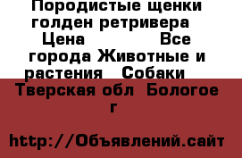 Породистые щенки голден ретривера › Цена ­ 25 000 - Все города Животные и растения » Собаки   . Тверская обл.,Бологое г.